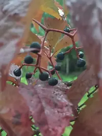 20260918182437.webp