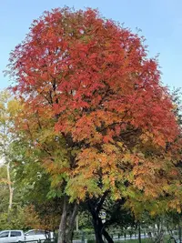 3150.webp