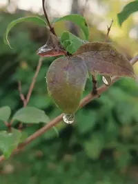 20260919091334.webp