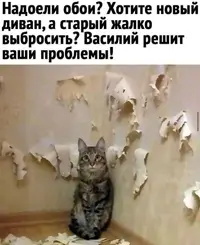 3211.webp