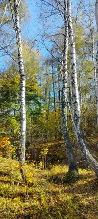 IMG20260927153333.webp