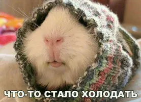 VEAAAgPsieA-960.webp