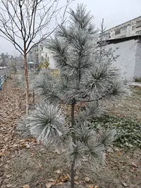 3541.webp