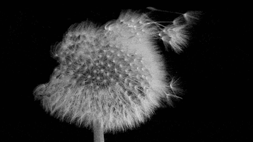 tumblr_myxtohhVOW1sdrik6o1_500.gif