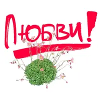 490_1.webp