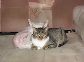 парочка.webp