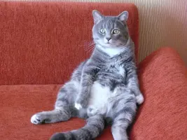 котик 2.webp котик 2.webp