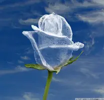 ice_rose.webp