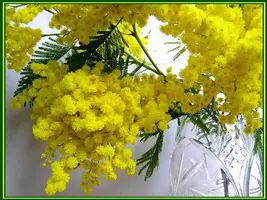 26.webp