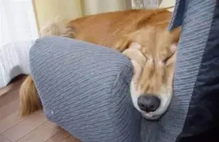 filelhli.webp