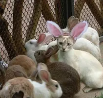 easter-bunny-cat.webp