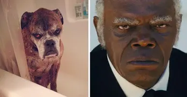 celebrity-look-alikes-animals-451 700.webp
