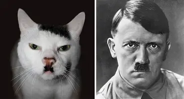 celebrity-look-alikes-animals-53__700.webp