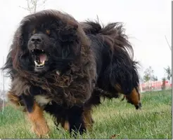 Cute-Big-Dog-Breeds-Very-Healthy.webp