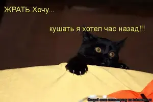 i13243546.webp