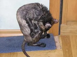 cat.webp