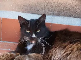 cattt.webp