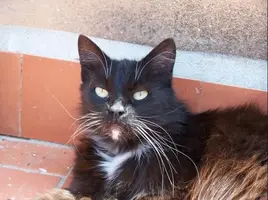 catttt.webp