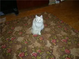 3e75e119c2f9.webp