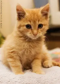 x_928d2f56.webp