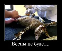 tomilufirikutisedunu.webp
