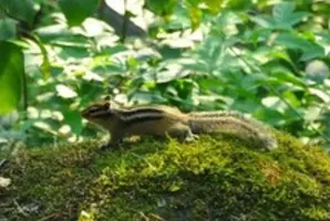 image.webp