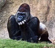 depositphotos_6522894-stock-photo-silverback-gorilla.webp