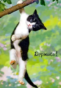 5944764_70fadf3a91136d6a496358288a61b4dc_800.webp