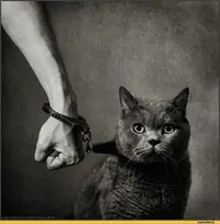 котэ-живность-связь-873634.webp