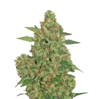 Chill-OM-500x50011-500x500.webp