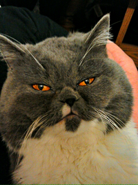 2012-11-09_23-33-10_HDR_crop_475x638.webp