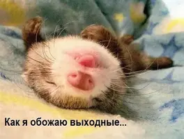 image.webp