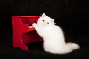 Cats_Black_background_White_Piano_516076_1280x853.webp