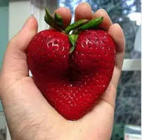 1433863043_produkty-popki-5.webp