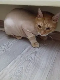 васька.webp