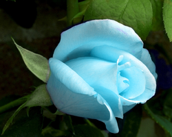 roza_cvetok_buton_golubaya_zelen_22695_1280x1024.webp roza_cvetok_buton_golubaya_zelen_22695_1280x1024.webp