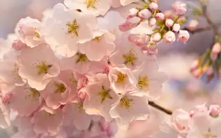 kartinkijane.ru-45585.webp kartinkijane.ru-45585.webp