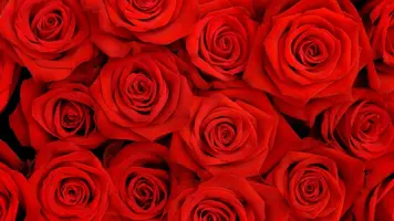 roses_petals_flower_red_90476_1920x1080.webp roses_petals_flower_red_90476_1920x1080.webp