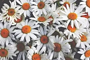 flowers-pretty-spring-Favim.com-2117505.webp flowers-pretty-spring-Favim.com-2117505.webp