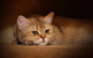 Animals_Cats_Thoughtful_Cat_024715_.webp