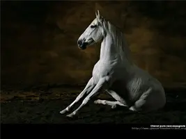 38b6f5f2508f.webp