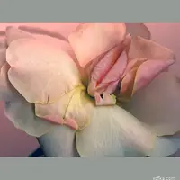 269_1000.webp