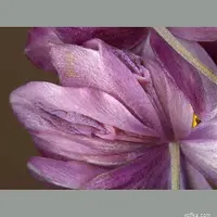 275_1000.webp