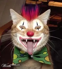 animals-clown-34.webp