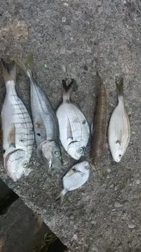 20170816_160003-459x816.webp