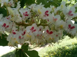 P80501-112741.webp