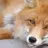 Ffox