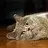 Catsin