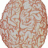 dimoon