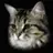 She_Calls_Me_Tiger